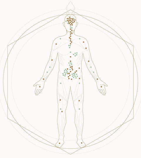 The Endocannabinoid System - Cannabinoid Receptors and why we have them | Goldleaf Newsfeed