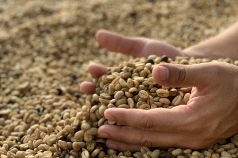 How Coffee Beans Make Their Way To Your Home:  Follow the Journey From Farm To Cup
