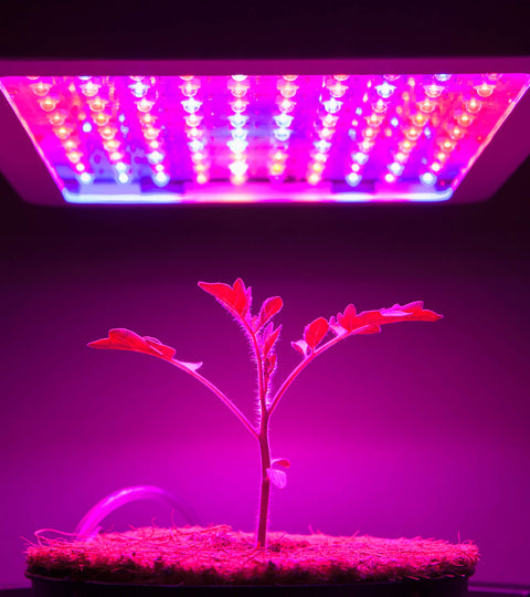 The Best Reasons to Grow Cannabis Indoors