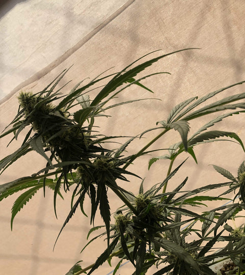 How is cannabis different from hemp - Goldleaf
