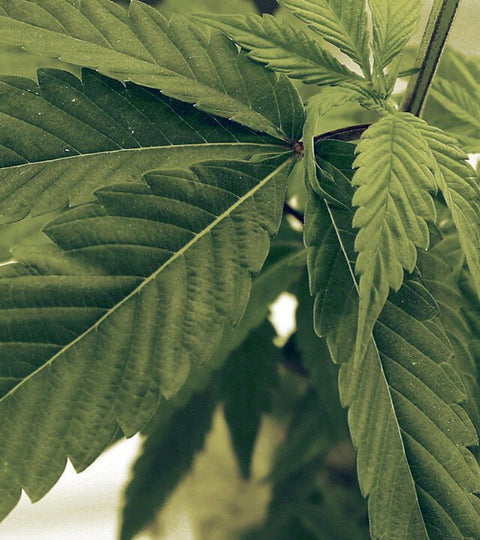What You Can Do To Help Normalize Cannabis