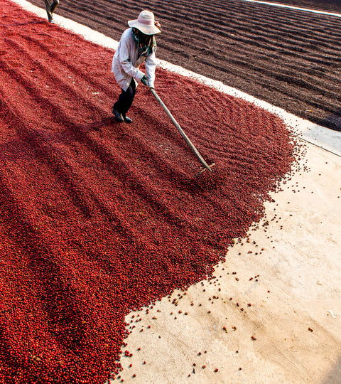 Different Ways to Process Coffee - Raw Natural Processing by Goldleaf