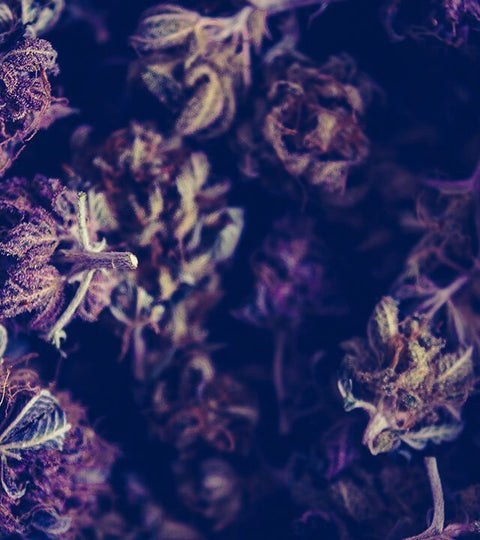 2017 Holiday Gift Guides