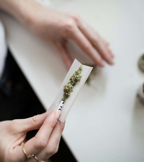 Interior of a large greenhouse showing rows of cannabis plants