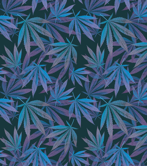 marijuana-highest-thc-strain