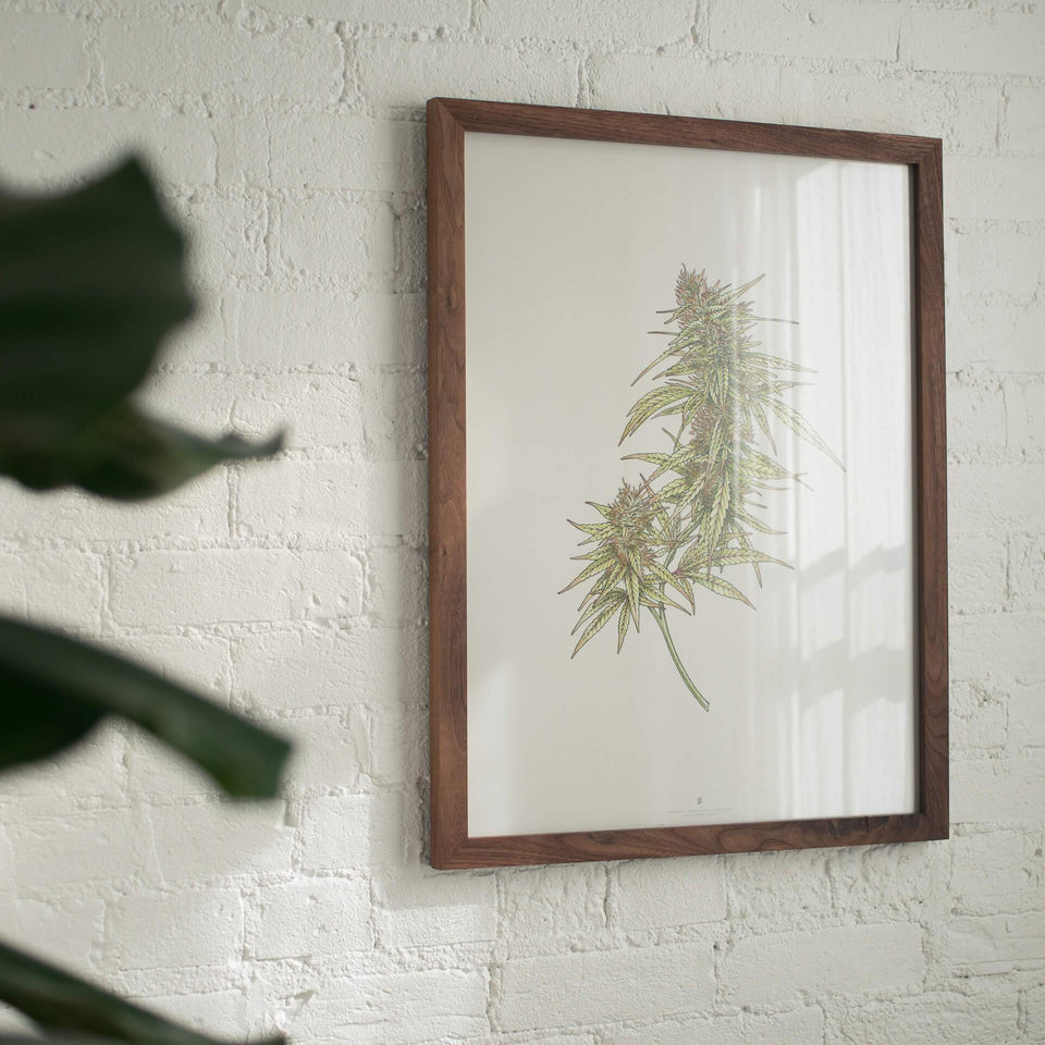 Goldleaf Prints and Decor- Marijuana Infographics and Botanical Wall Art