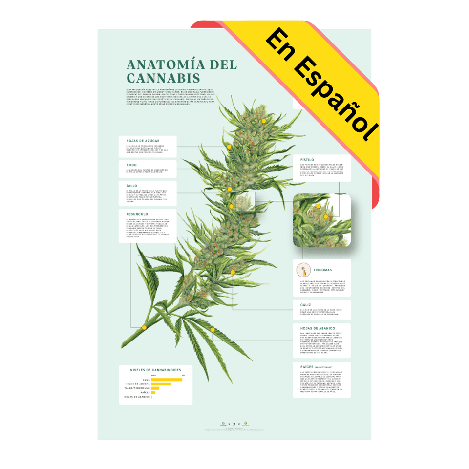 Impresión de la Anatomía de Cannabis en Español - Educación sobre el cannabis - Goldleaf