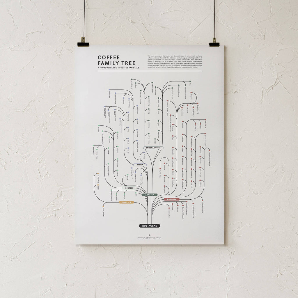 Coffee Family Tree Infographic Print - 18x24