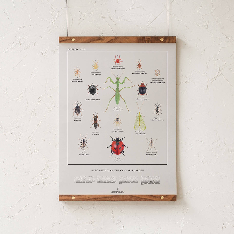 Beneficial Insects Print - Heroes of the Cannabis Garden - Bug Illustration Infographic - Marijuana Gardening - Goldleaf