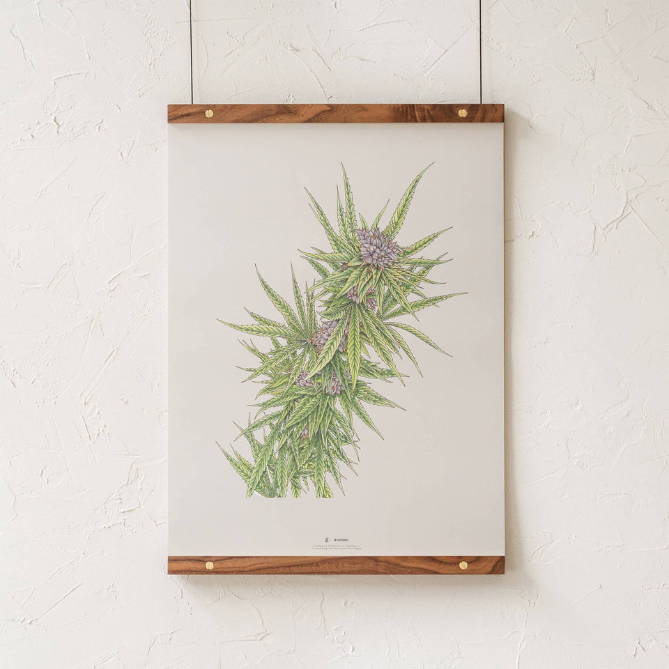 Blue Dream Botanical Illustration Print - Cannabis Sativa Botanical Plant Drawing - Marijuana Art - Goldleaf