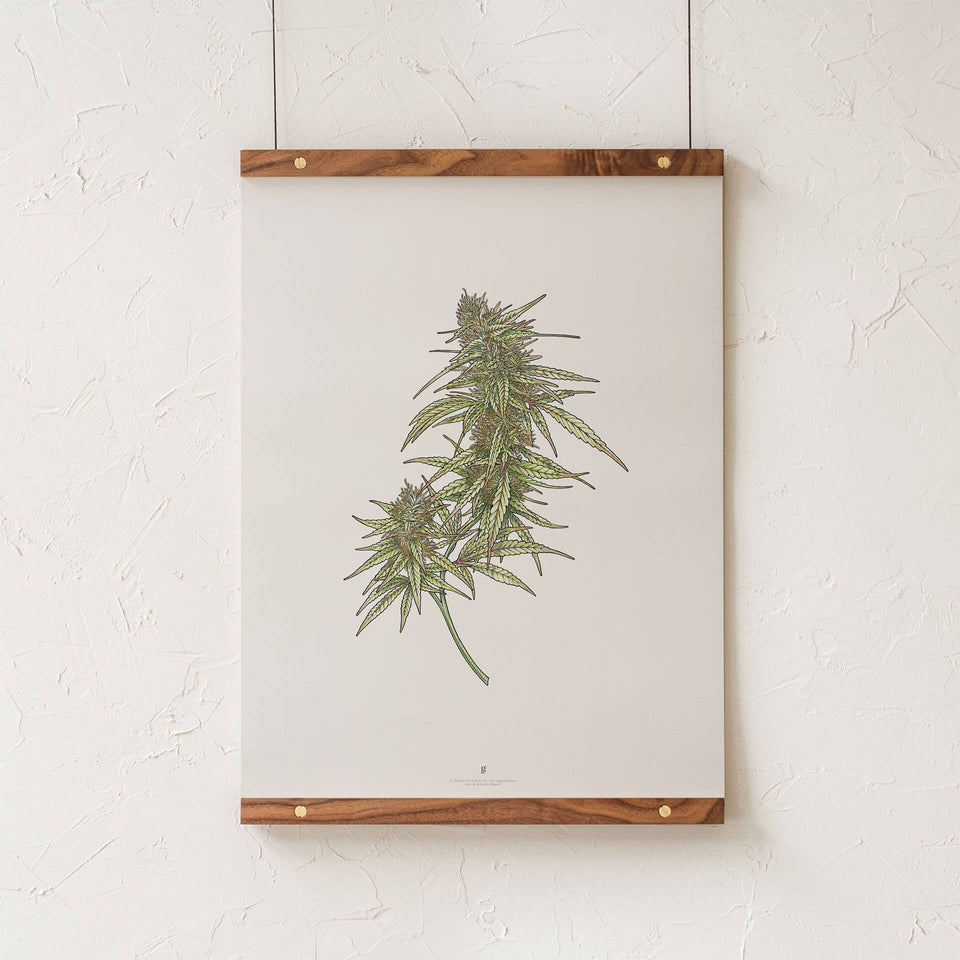 Cannabis Botanical Illustration Print - Cannabis Flower Drawing Poster - Marijuana Art - Goldleaf