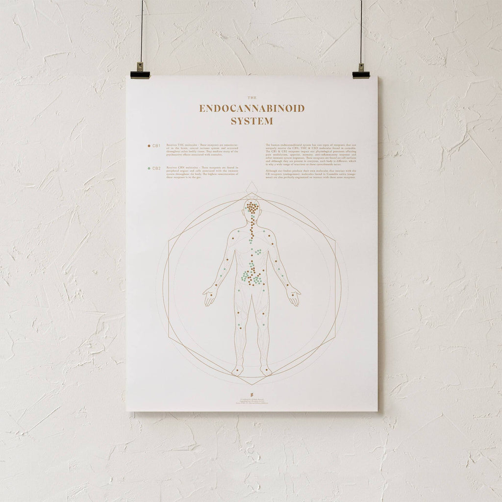 Endocannabinoid System Map Print ECS Explained Goldleaf
