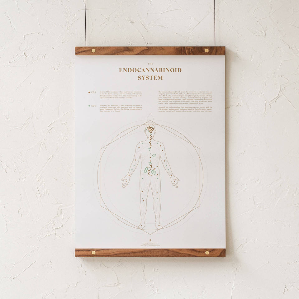 Endocannabinoid System Map Print - ECS System Chart - Cannabis Art - Medical Marijuana Education - Goldleaf