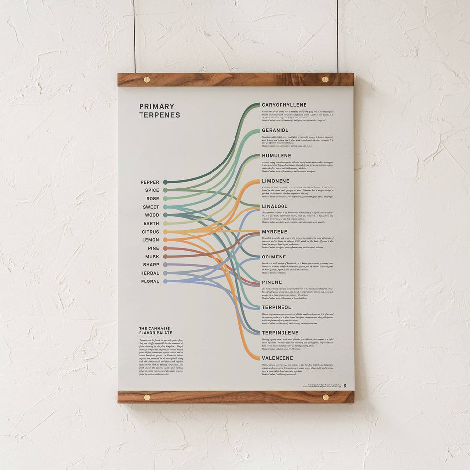 Terpenes Infographic Print - Primary Terpene Medical Uses and Aroma Poster - Cannabis Education - Goldleaf