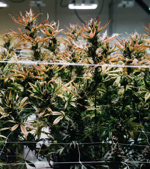 4 Cannabis Farms We Love - Goldleaf