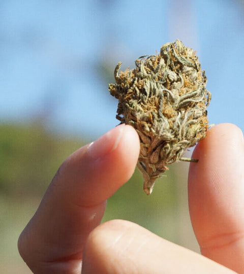 Harvesting Outdoor Cannabis: 7 Best Practices for a Successful Crop