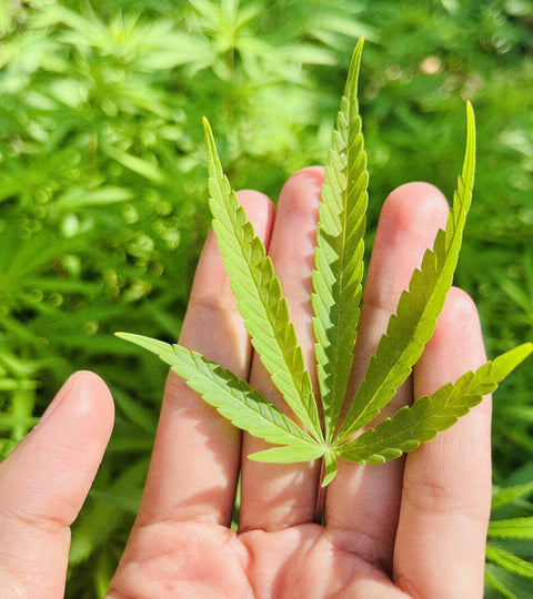 CBD and THC: Understanding their Differences and Therapeutic Properties