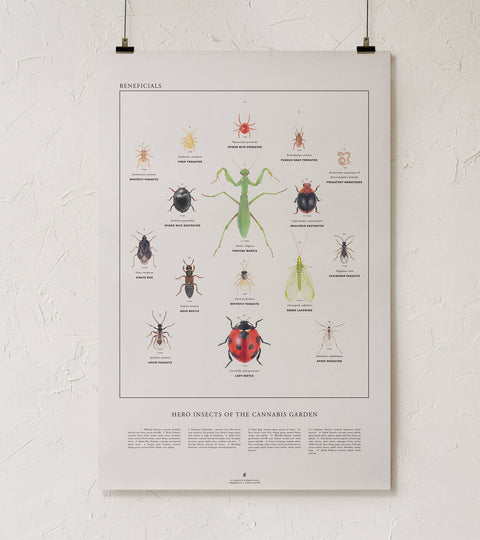 Beneficial Insects Art Print - Goldleaf