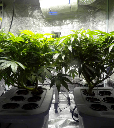Essential cannabis growing tools - Goldleaf