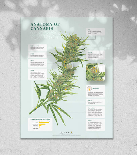 The History of Durban Poison and the Origins of Cannabis - Goldleaf