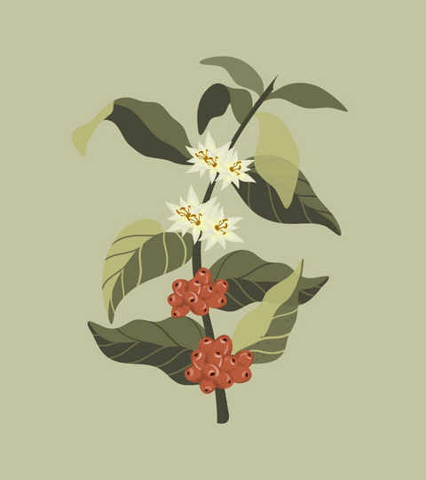 coffee botanical illustration by Goldleaf