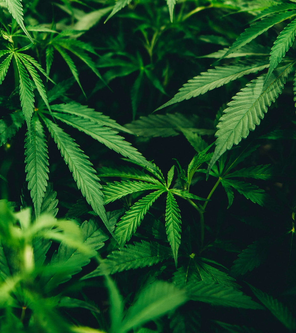 The latest in cannabis education culture goldleaf newsfeed