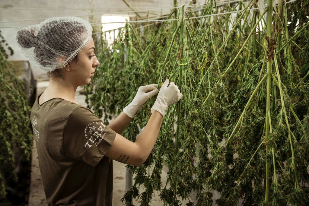 Hand vs. Machine: Unveiling the Best Harvesting Techniques for Optimum ...