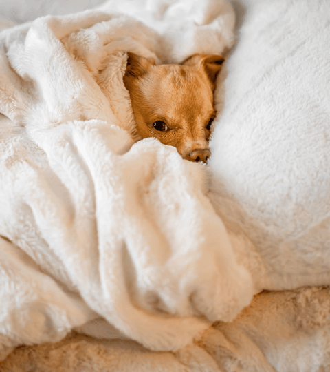 Adorable small brown puppy hiding in a cozy white cream blanket | Goldleaf