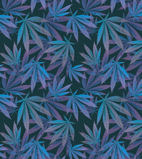 marijuana-highest-thc-strain