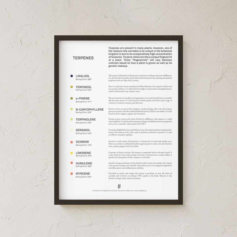 Goldleaf Black Framed 18x24 inch educational poster titled 'Terpenes' hanging on a textured white wall. This minimalist cannabis science wall art features a natural maple frame and lists boiling points and aroma profiles for compounds like Linalool and Myrcene, offering a sense of scale and modern aesthetic for dispensary or home office decor.