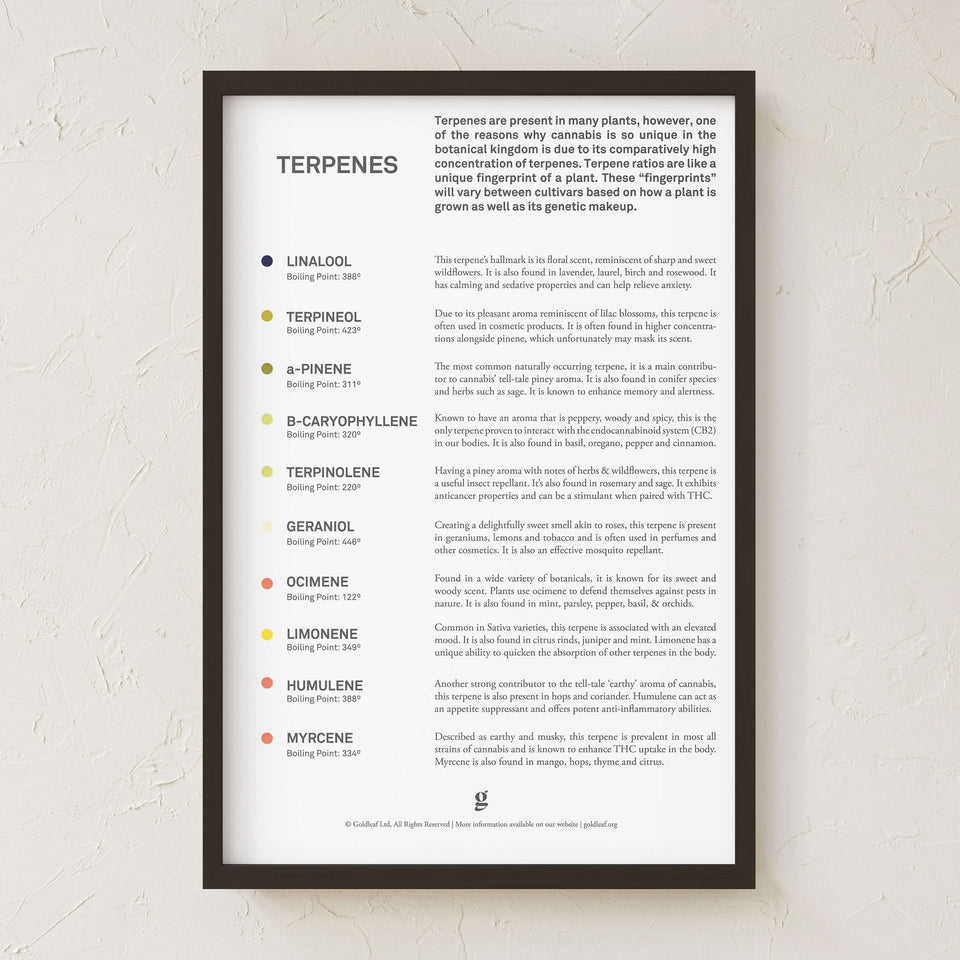 Goldleaf Black Framed 24x36 inch educational poster titled 'Terpenes' hanging on a textured white wall. This minimalist cannabis science wall art features a natural maple frame and lists boiling points and aroma profiles for compounds like Linalool and Myrcene, offering a sense of scale and modern aesthetic for dispensary or home office decor.