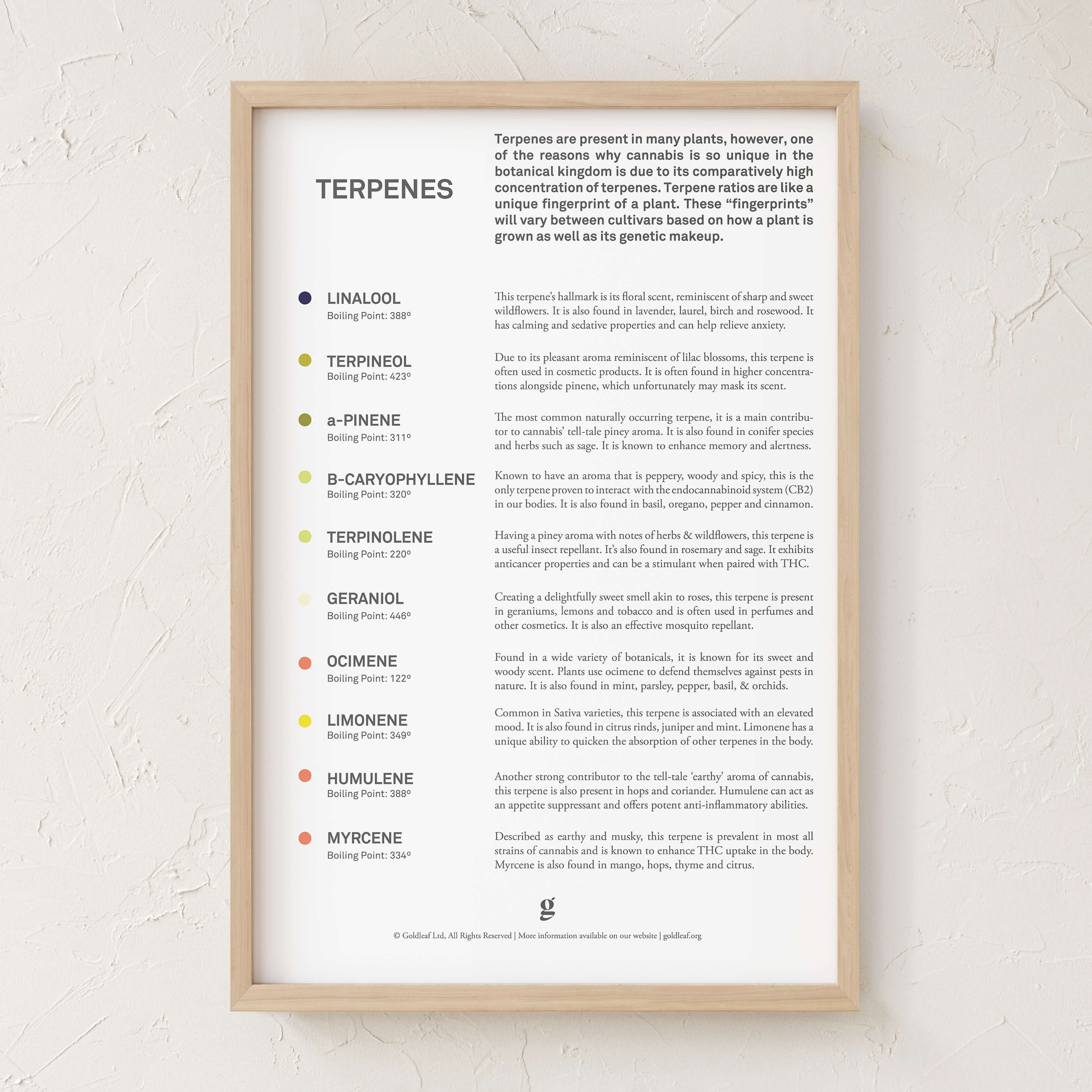 Cannabis Terpenes List Poster