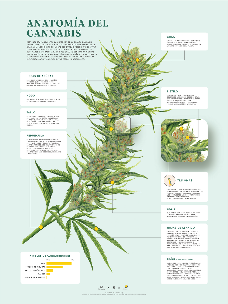 Impresión de la Anatomía de Cannabis