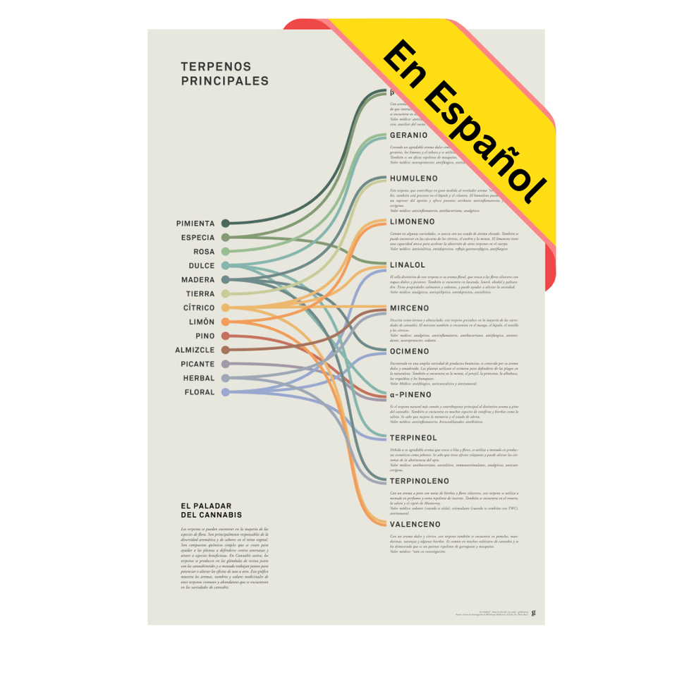 Impresión Infográfica de Terpenos en Espanol - Usos médicos primarios de terpenos y cartel de aromas - Educación sobre el cannabis - Goldleaf