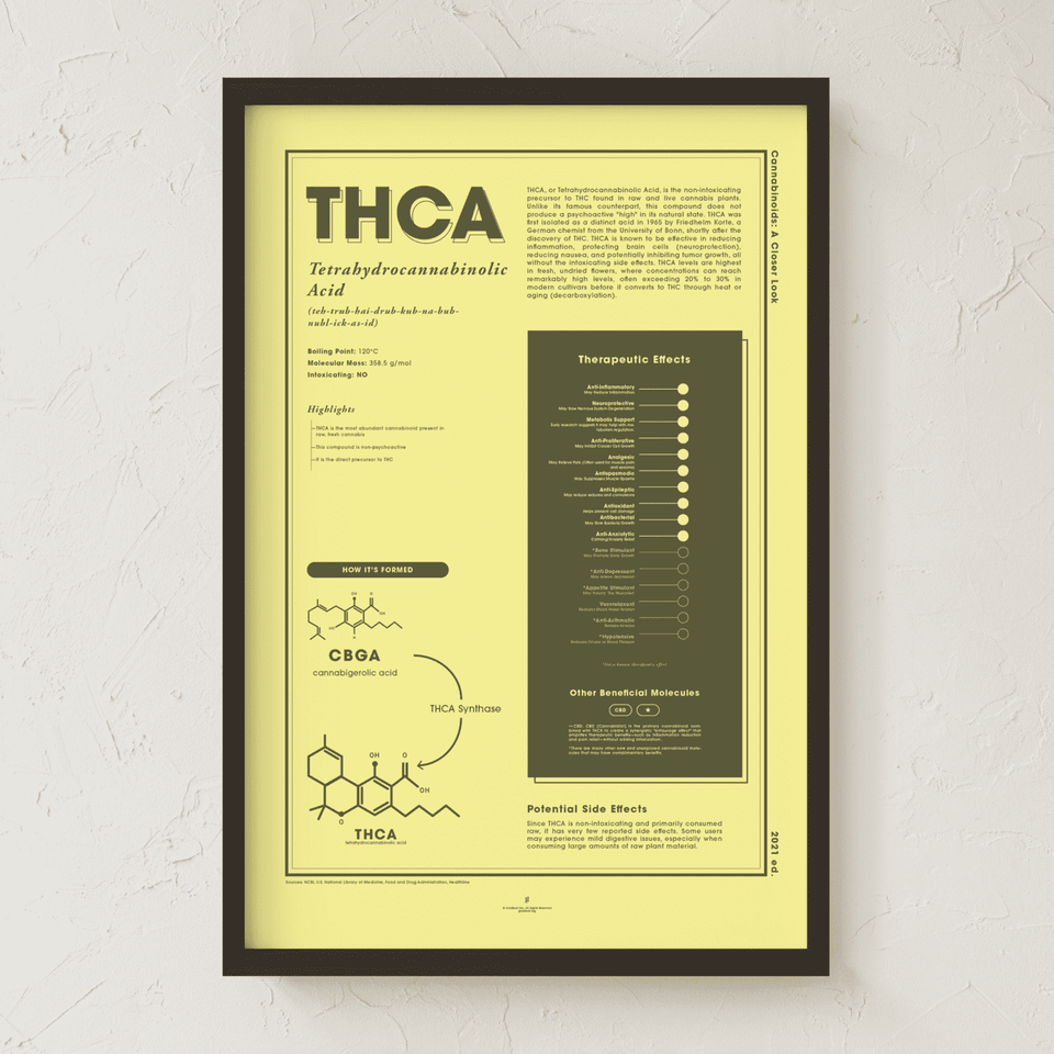 Black framed 24x36 inch educational poster titled 'THCA' by Goldleaf, hanging on a textured white wall. This yellow cannabis science wall art features a natural maple frame and illustrates the chemical structure and benefits of Tetrahydrocannabinolic Acid (raw cannabis), offering a modern aesthetic for dispensary or home office decor.