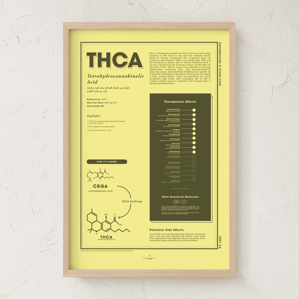 Maple framed 18x24 inch educational poster titled 'THCA' by Goldleaf, hanging on a textured white wall. This yellow cannabis science wall art features a natural maple frame and illustrates the chemical structure and benefits of Tetrahydrocannabinolic Acid (raw cannabis), offering a modern aesthetic for dispensary or home office decor.