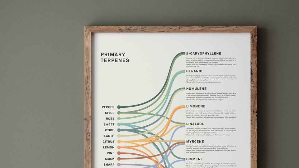 Goldleaf Terpene Infographic Print in Frame