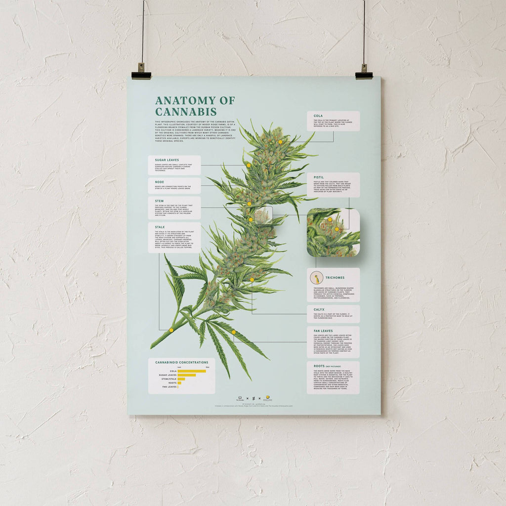 Goldleaf Anatomy of Cannabis Print Wall Art Decor 18x24