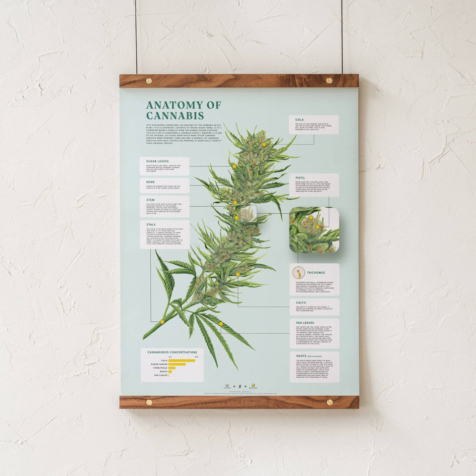 Goldleaf Anatomy of Cannabis Print Wall Art Decor 18x24" / Print + Walnut Hanging Rails