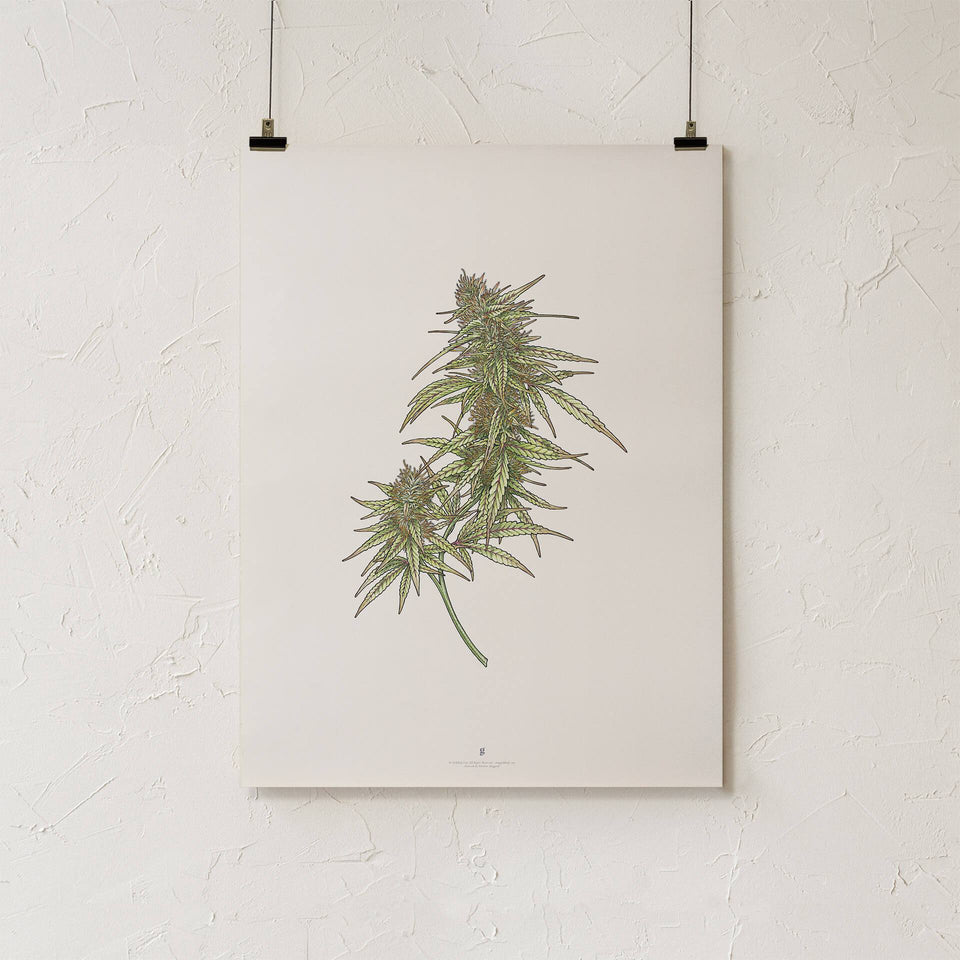 Goldleaf Wildfire Bundle - Botanical Illustration Print