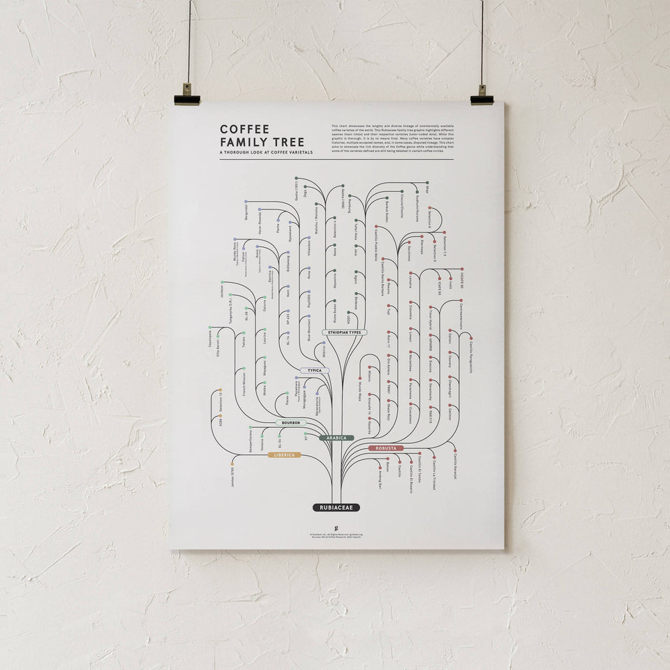 Coffee Family Tree Infographic Print - 18x24" Print- Goldleaf