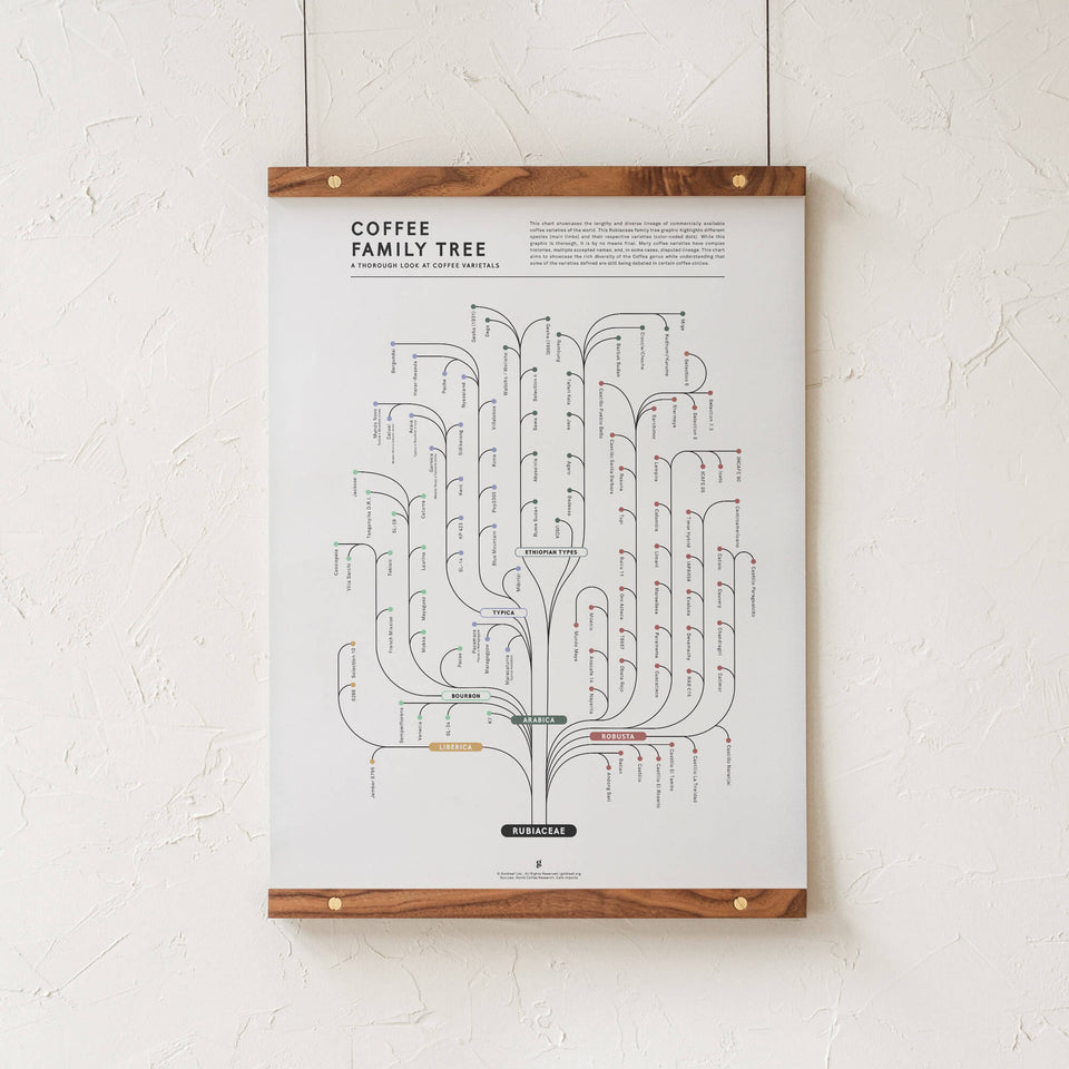 Coffee Family Tree Infographic Print - Walnut Hanging Rails - Goldleaf