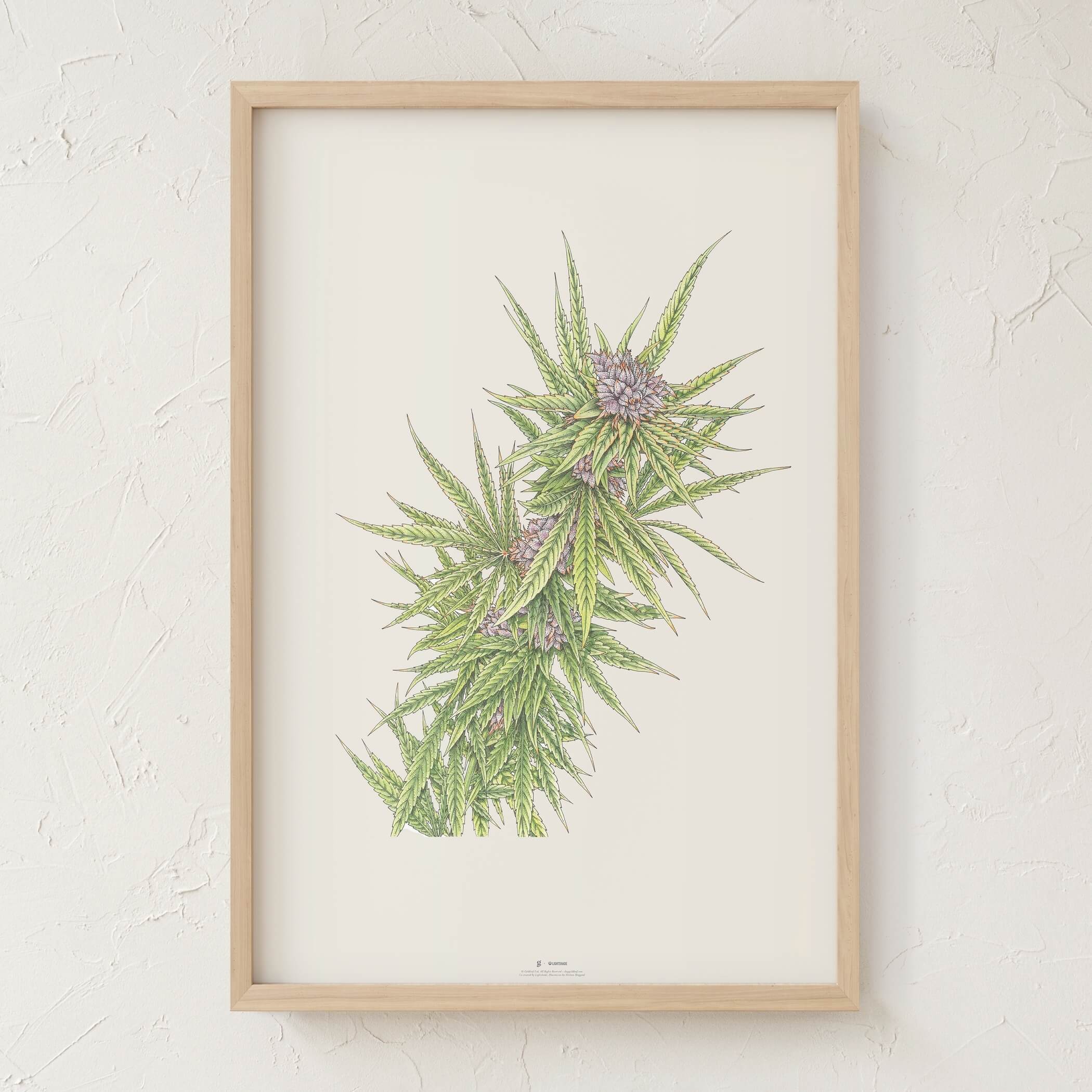 Blue Dream Botanical Illustration - Veteran Benefit Print | Goldleaf