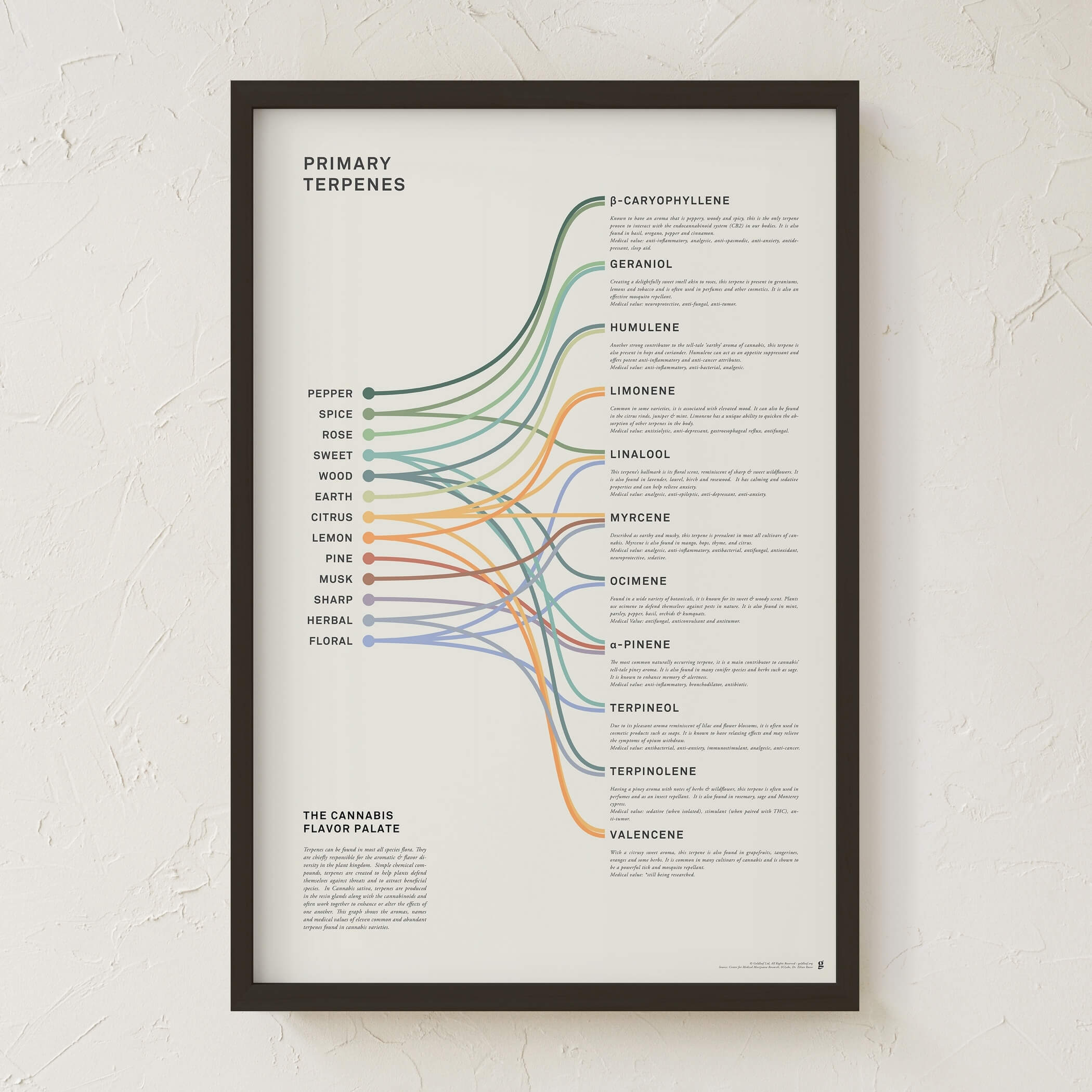 Terpenes Infographic Print