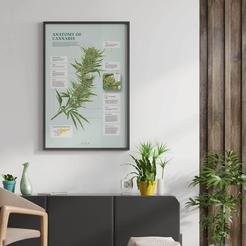 Goldleaf Anatomy of Cannabis Print Wall Art Decor