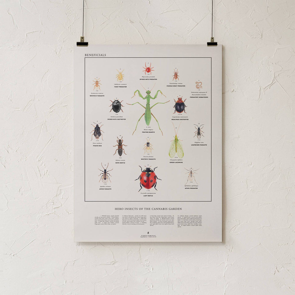 Beneficial Insects Print - Heroes of the Cannabis Garden - Bug Illustration Infographic - Marijuana Gardening - Goldleaf