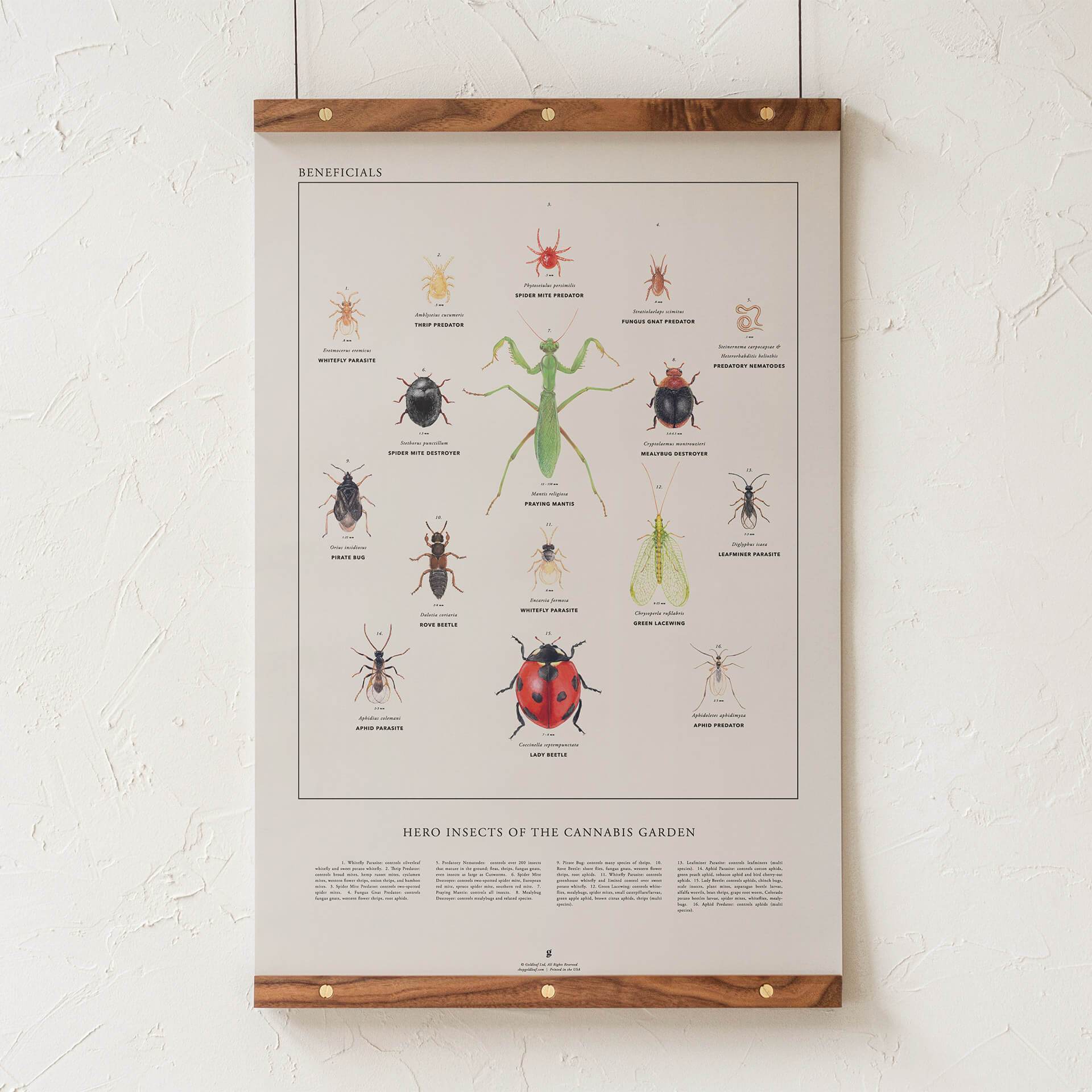 Beneficial Insects Chart