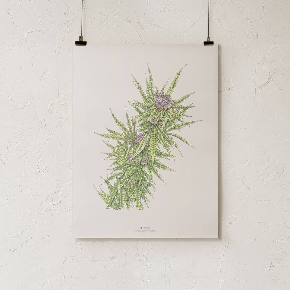 Blue Dream Botanical Illustration Print - Cannabis Sativa Botanical Plant Drawing - Marijuana Art - Goldleaf