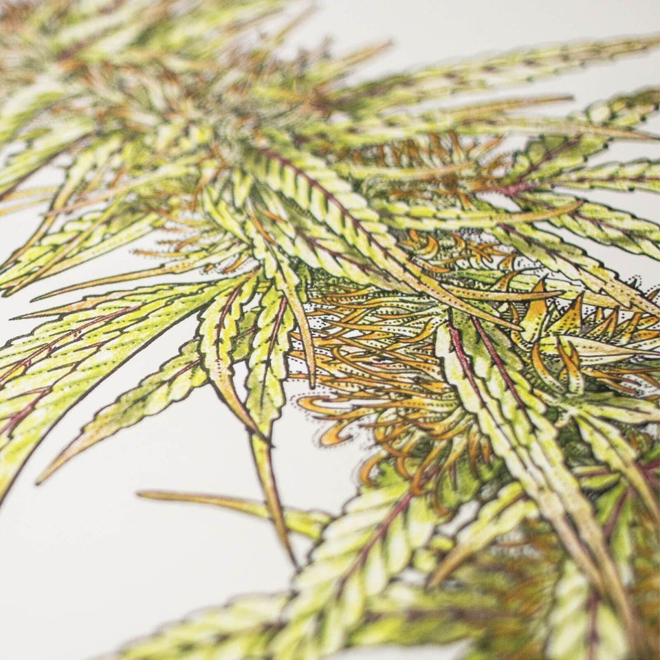 Cannabis Botanical Illustration Print - Cannabis Flower Drawing Poster - Marijuana Art - Goldleaf