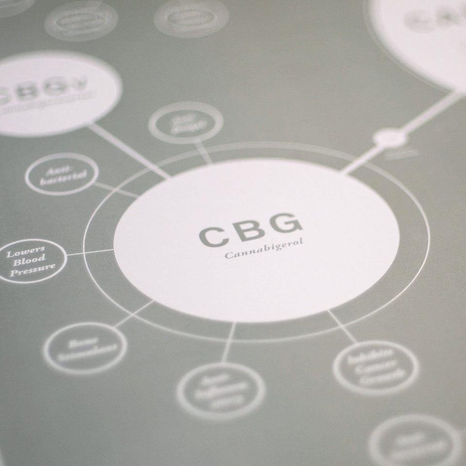 Chart Of Cannabinoids Print - Cannabinoid Infographic Poster - Cannabis Education - Sage Green - Goldleaf